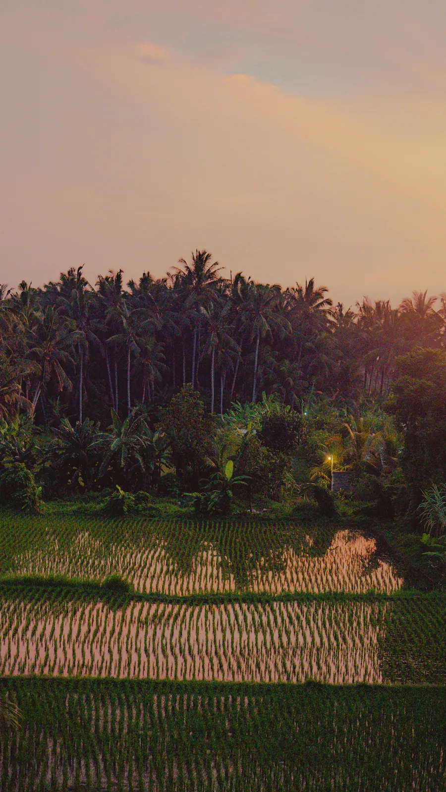 Warm sunset over Bali rice fields