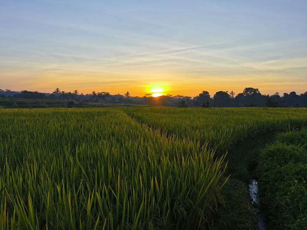 Bali rice terraces at sunrise